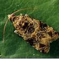 European-Grapevine-Moth