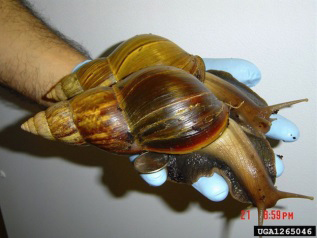 Giant-African-Snail