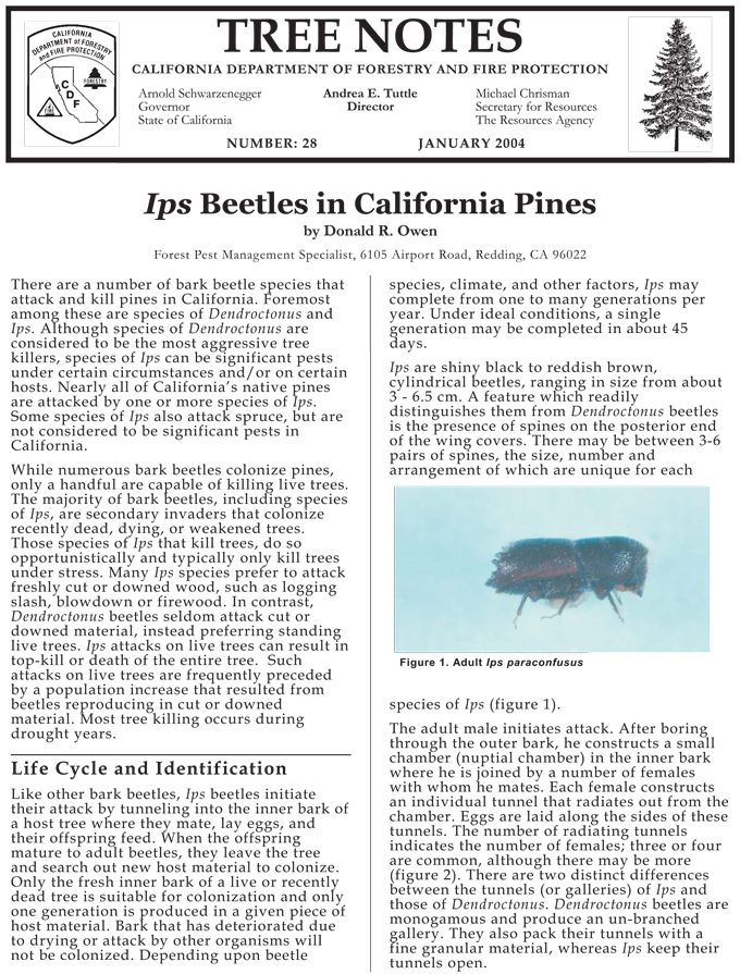 ips-beetles-in-california-pines-1