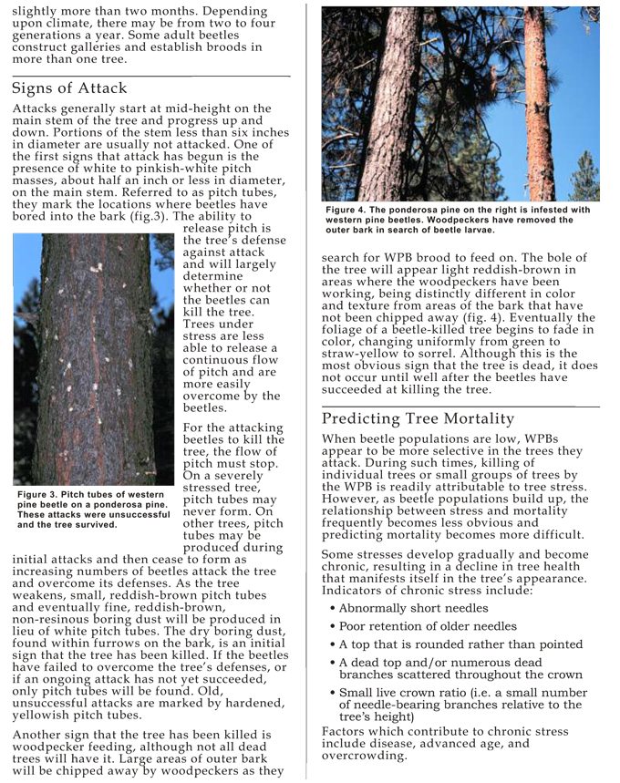 Everything You Need to Know About the Western Pine Beetle Attacking ...