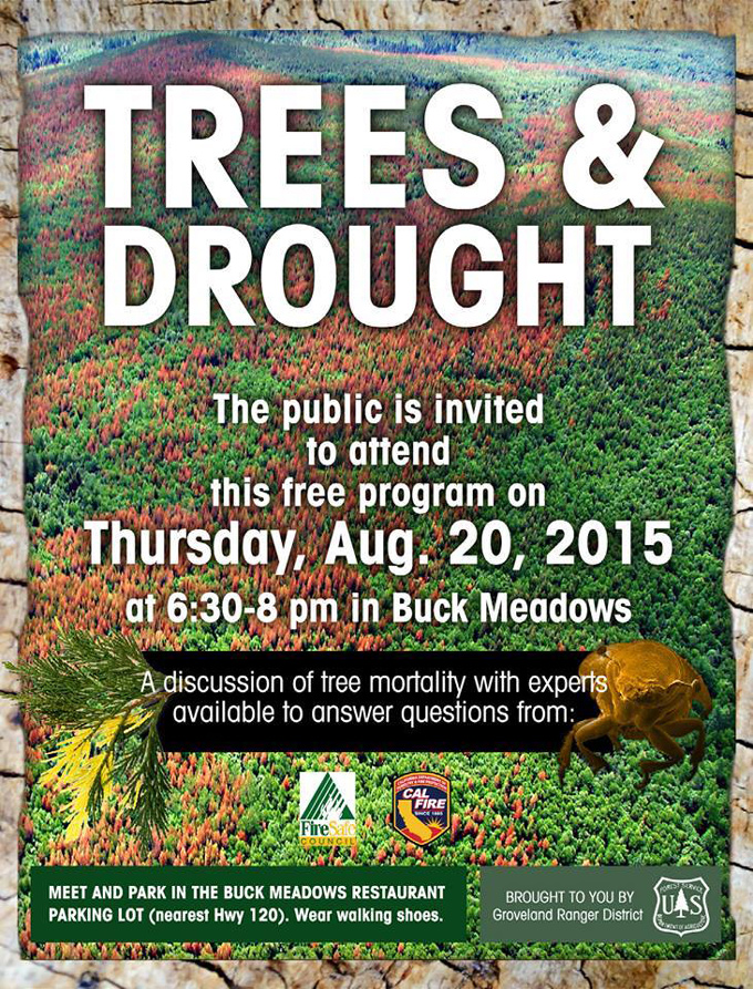 trees and drought meeting in buck meadows