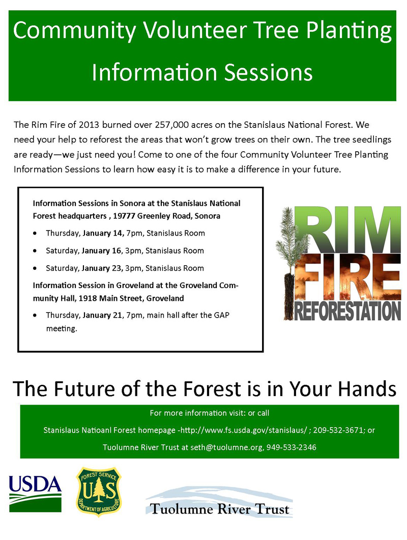 rim fire stanislaus national forest tree planting