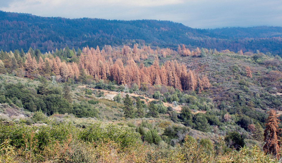 tree mortality in california credit cal fire