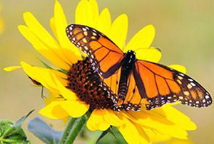 monarch-butterfly-usfws