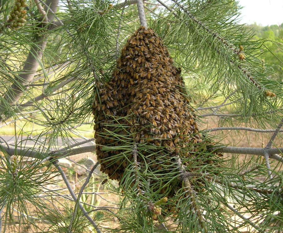 Bee-Hive-lg