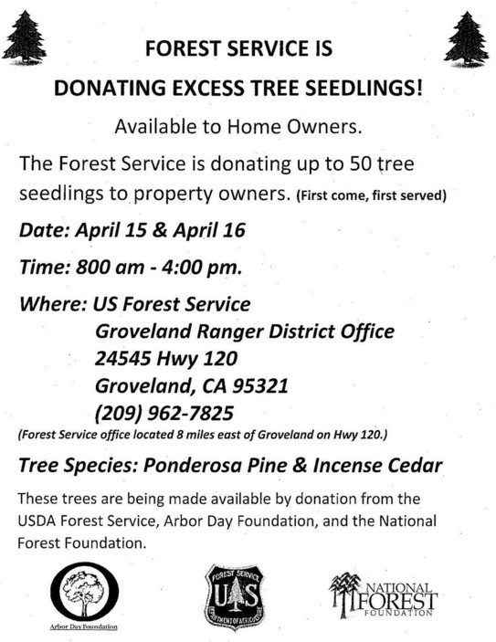 tree seedlings in groveland california april 15 16 2016