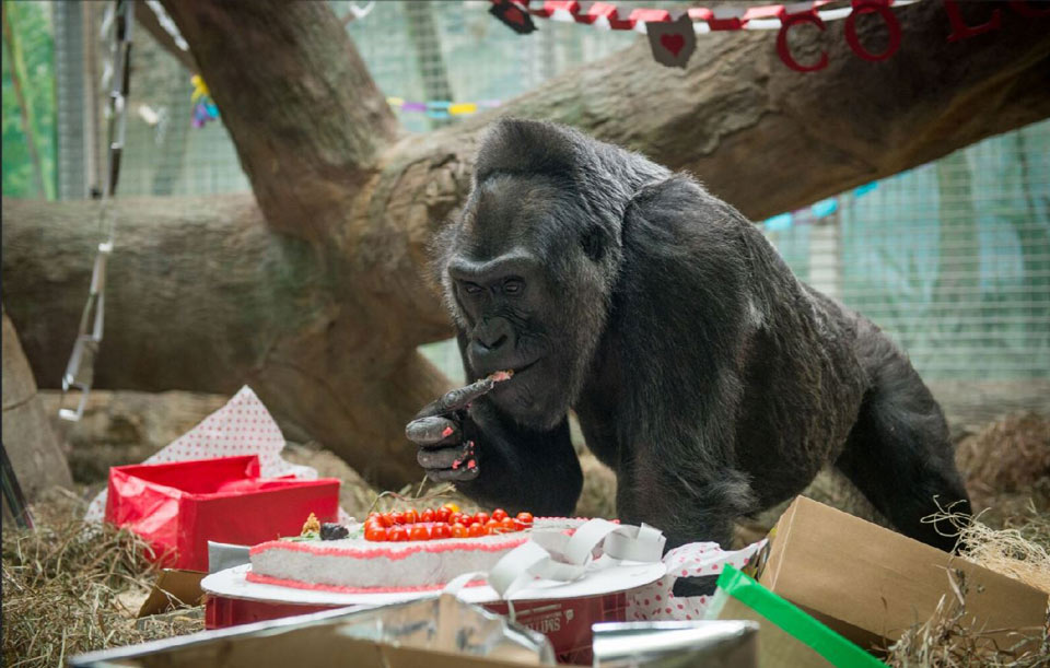 colo gorilla 60 birthday columbus zoo 2