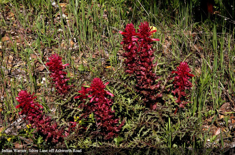wildflowers mariposa county indian warrior linda gast