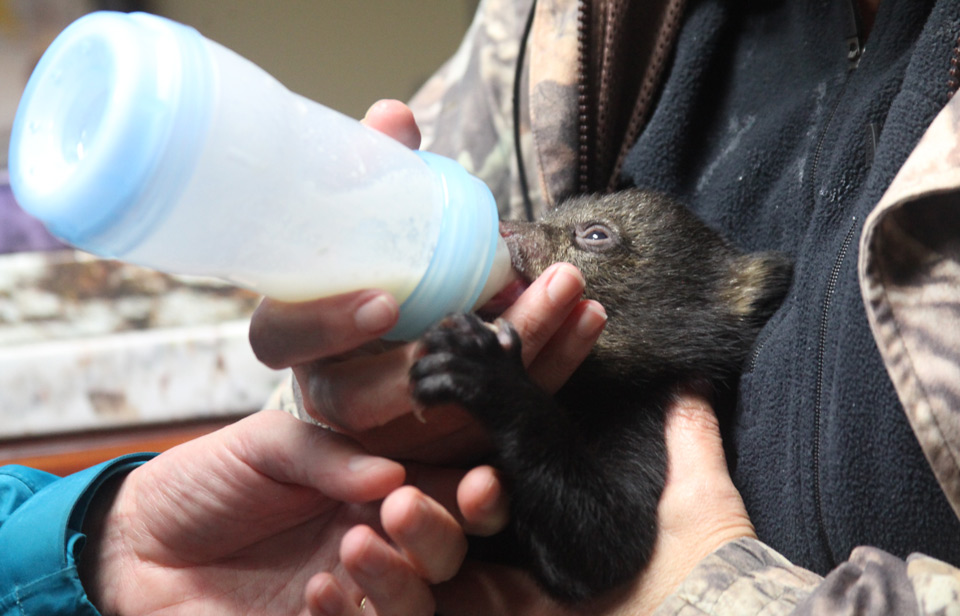 Bear cub being fed credit doi