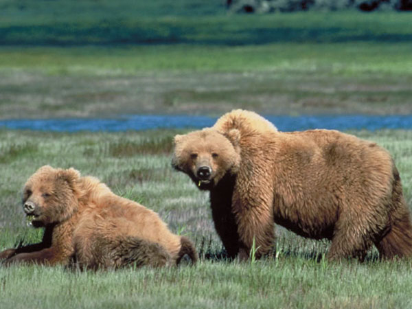 two grizzly bears credit usfws