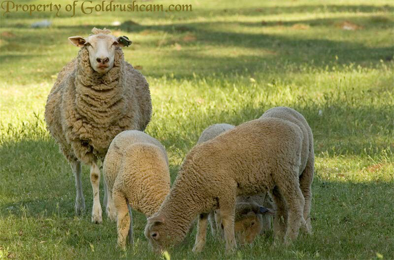 a ewe and her lambs in mariposa county 1 4991 copy sierra sun times