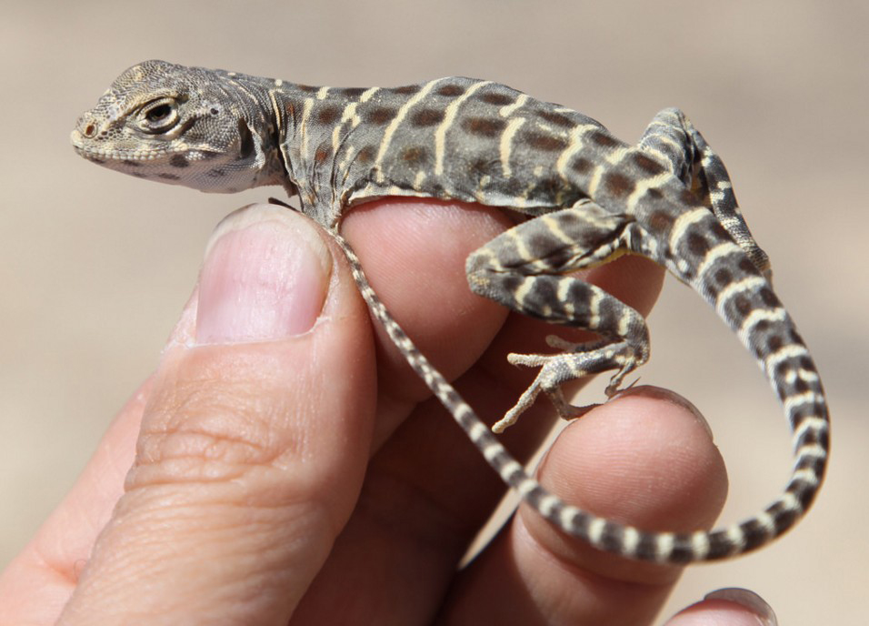 baby blunt nosed leopard lizard photo by michael westphal blm