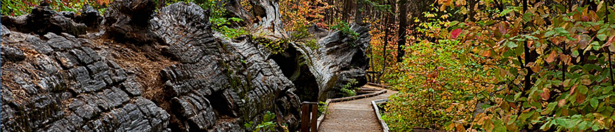 calaveras big trees state park credit state parks