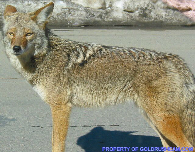 coyote in yosemite national park 115 15181 img sierra sun times