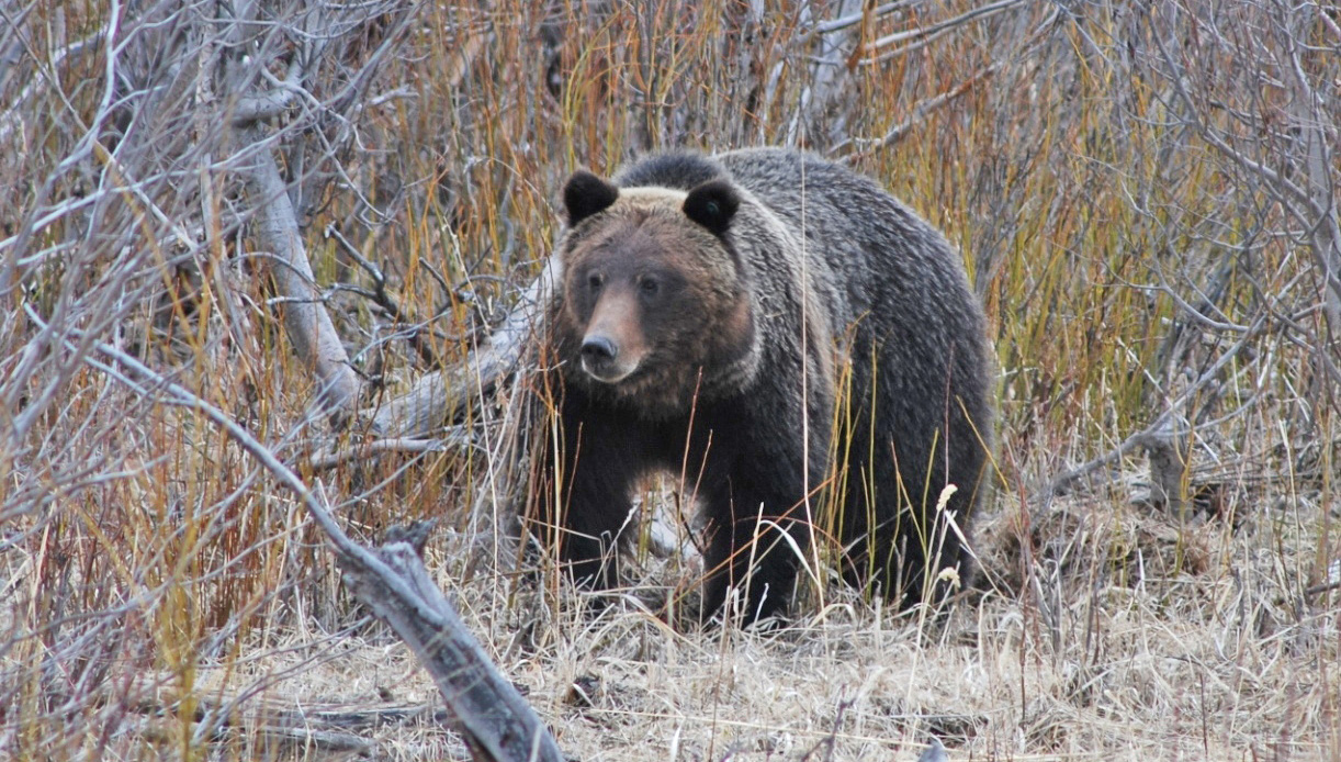 grizzly bear usfs stelprdb5355057