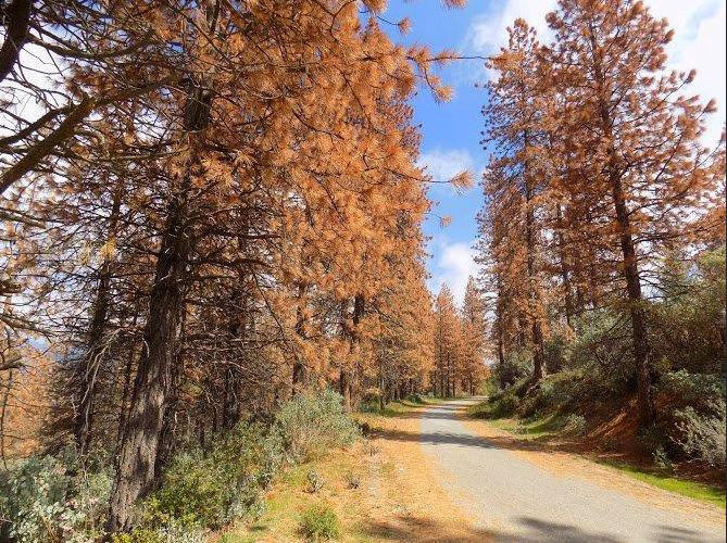 dead trees in california credit usfs