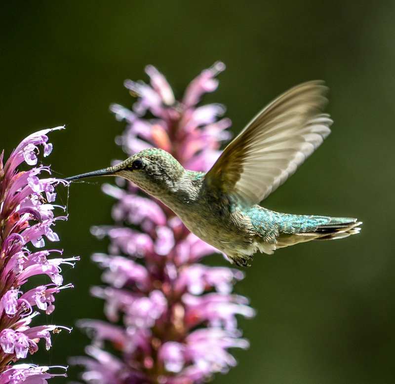 Sierra Art Trails Tricia Nickerson hummingbird 2