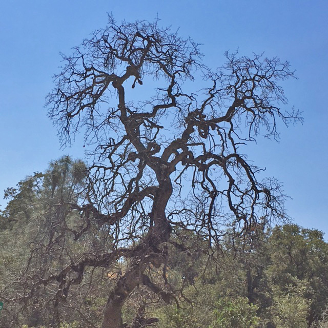 mariposa county dead oak tree