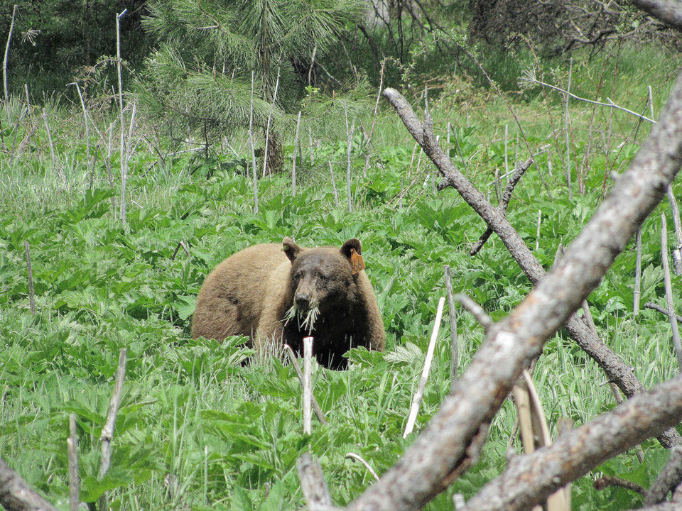 Yosemite Black Bear Credit Gary Baier