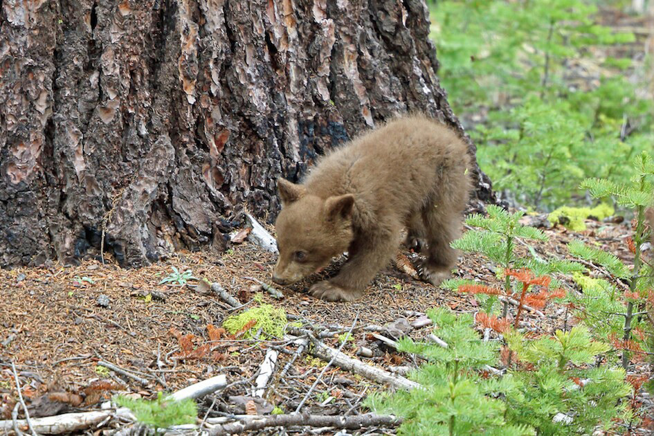 bear cub credit nigel voaden