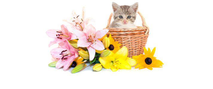 cat and lilies credit fda