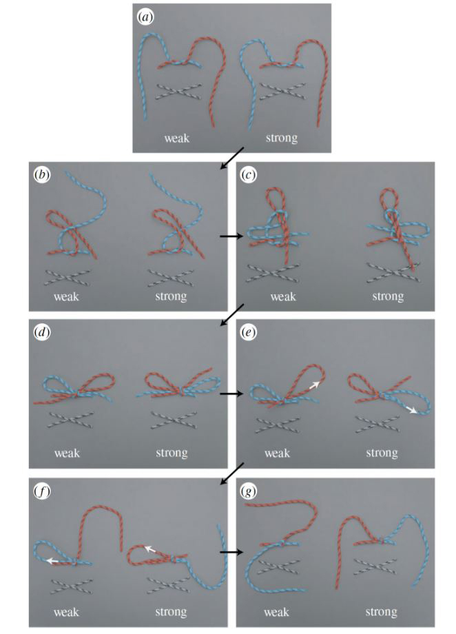 tie a knot uc berkeley