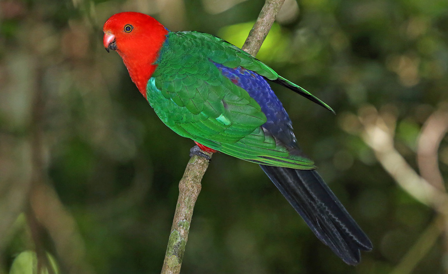 YAAS Australian King Parrot 110416 OReilleys QLD