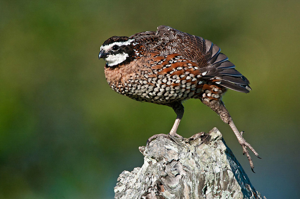 apa 2011 19521 156449 scottbuckel northern bobwhite kk 0