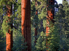 news california giant sequoias