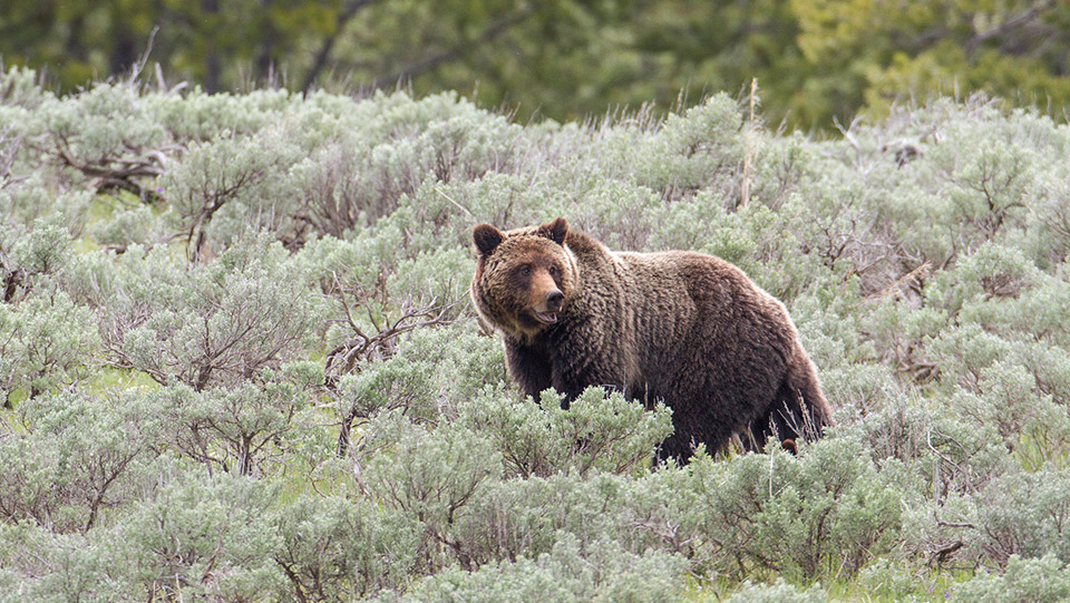 grizzly bear credit nps