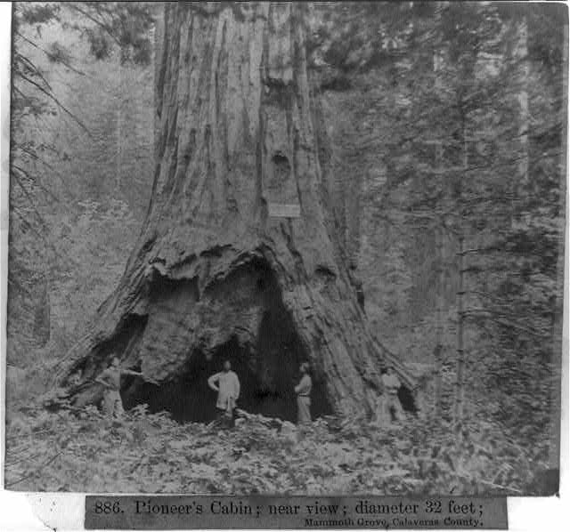 calaveras county pioneer cabin tree 18663a28329r source loc
