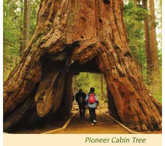 calaveras state parks pioneer cabin tree