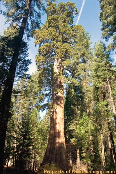 bull buck tree nelder grove madera county 1 528 copy