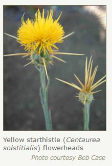 yellow starthistle credit bob case