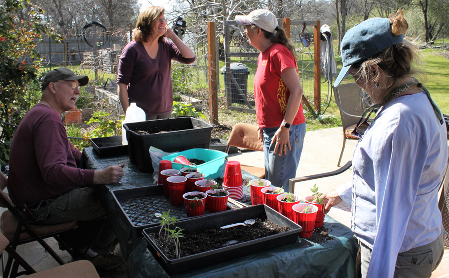 mg ps1 transplanting
