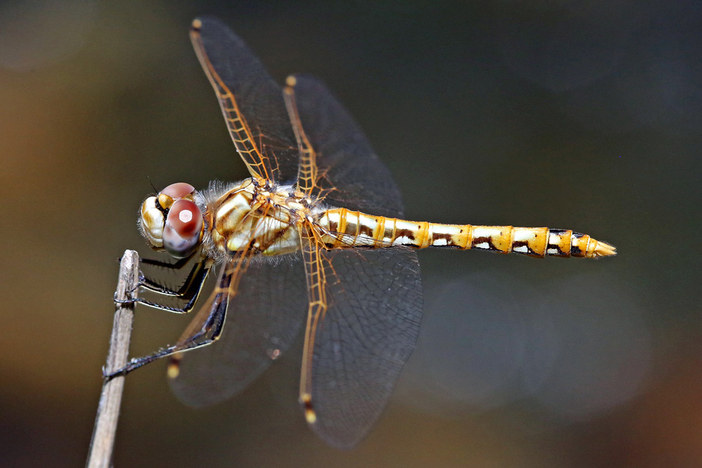 Variegated Meadowhawk