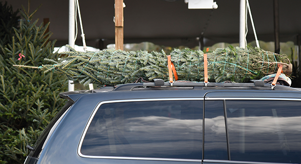 AAA Urges Drivers to Safely Secure Christmas Trees