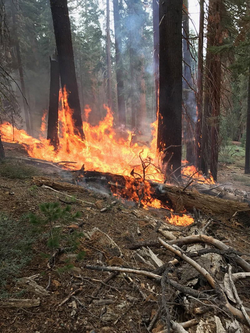 mariposa grove prescribed fire in yosemite november 3 2017 credit nps