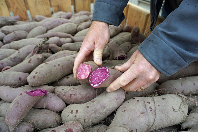 ucanr sweet potatoes 1