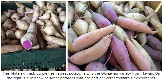 ucanr sweet potatoes 2