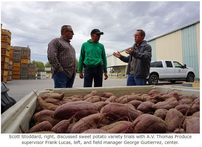 ucanr sweet potatoes 3