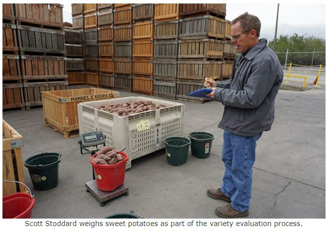 ucanr sweet potatoes 4