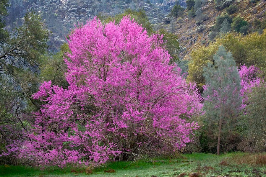 MCRCD Cercis occidentalis Western Redbud (2) dan horner