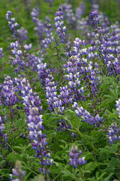 MCRCD plant sale wildflower