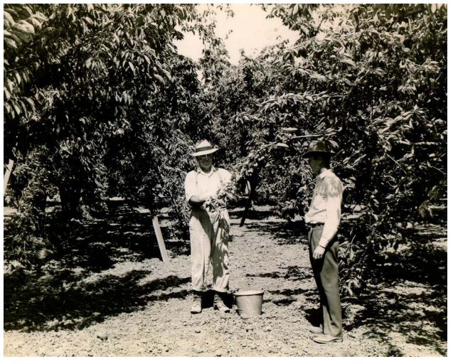 stefano richard messina in orchard 1940 san jose