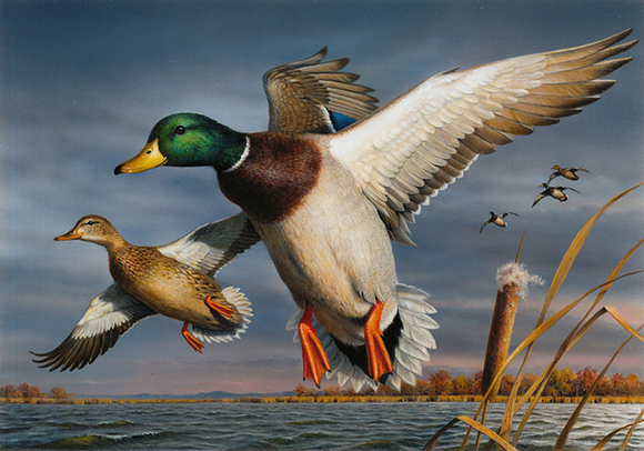 duck stamp art 2017