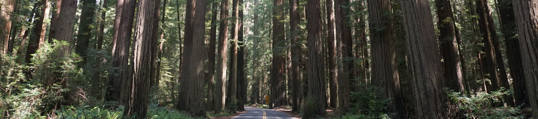 Redwoods Rising