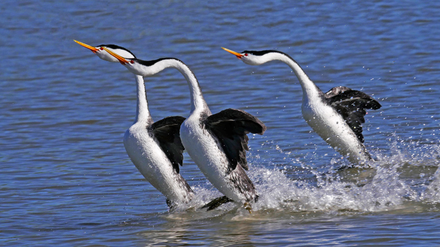 YAAS Clarks Grebes rushing across Clear Lake
