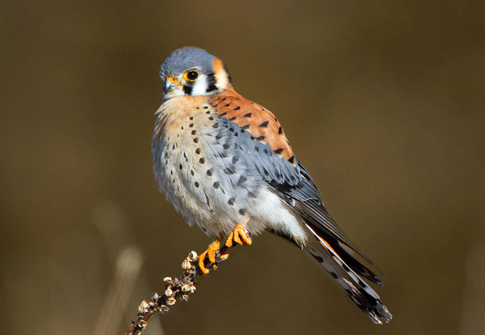 apa 2013 28727 227812 dandietrich american kestrel kk