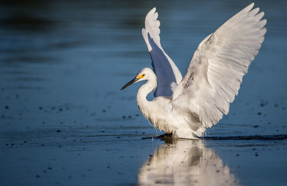 apa 2016 a1 1549 6 snowy egret andres leon kk